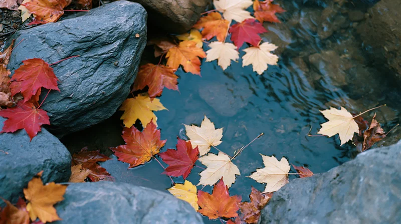 Maple leaves floating in a shallow stream surrounded by rocks