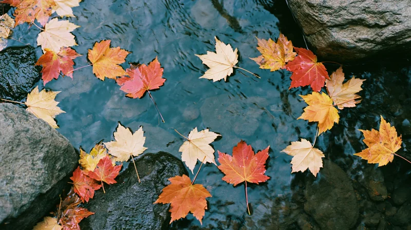 Maple leaves floating on a shallow stream surrounded by rocks
