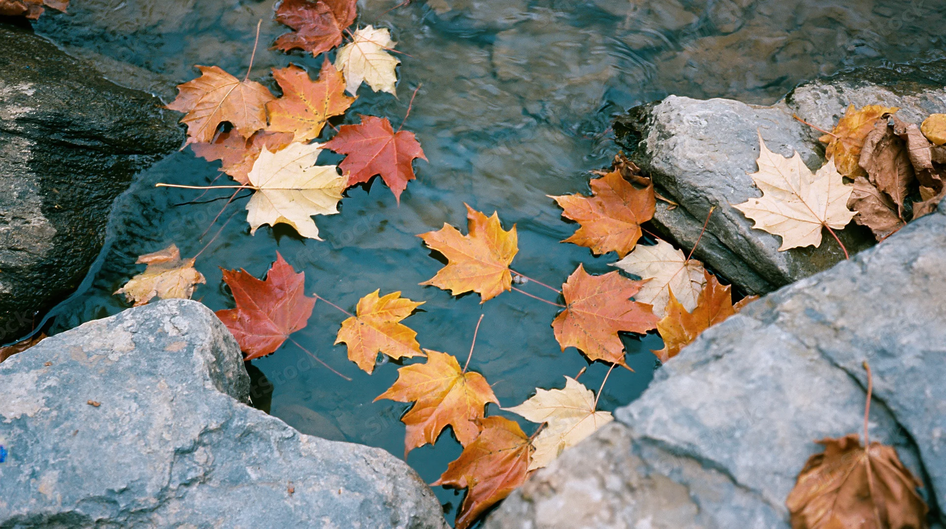 Maple leaves floating in a shallow stream surrounded by rocks