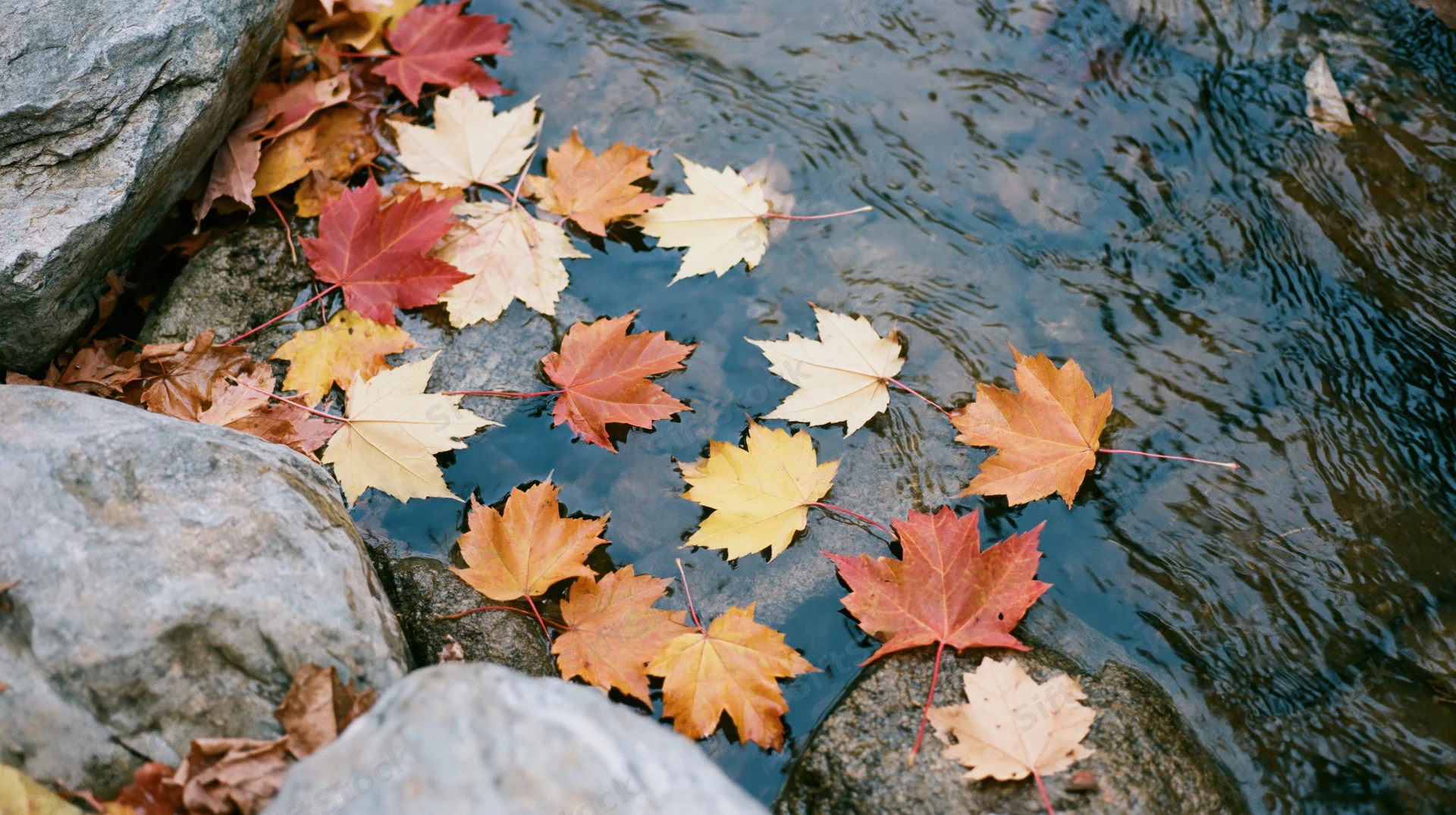 Maple leaves floating on a calm stream beside gray rocks
