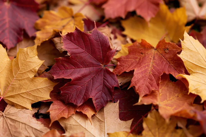 Fallen maple leaves layered and overlapping on the ground in autumn