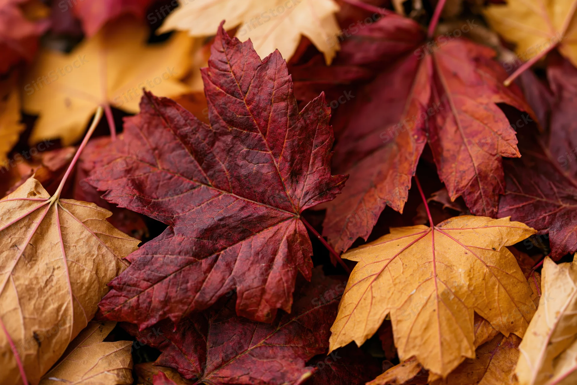 Fallen maple leaves layered and overlapping on the ground in autumn