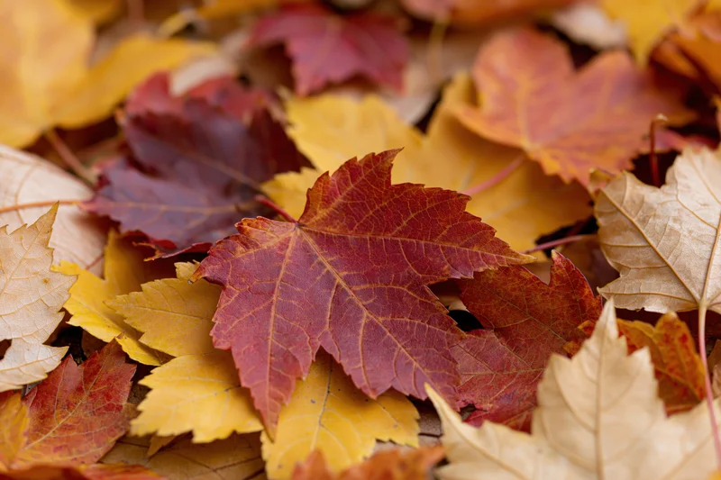 Fallen maple leaves layered and overlapping on the ground in autumn