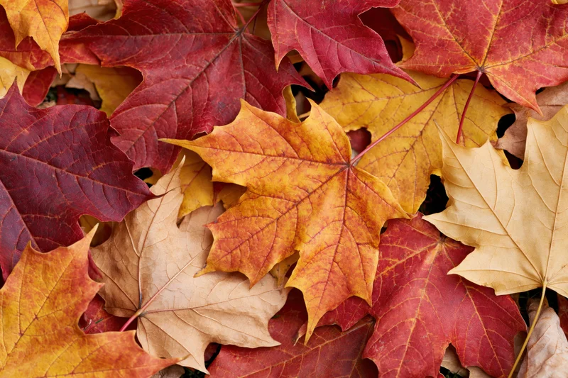 Fallen maple leaves layered and overlapping on the ground in autumn colors