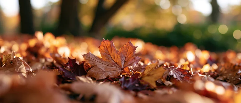 Fallen maple leaves scattered across ground in autumn park with sunlight filtering through trees