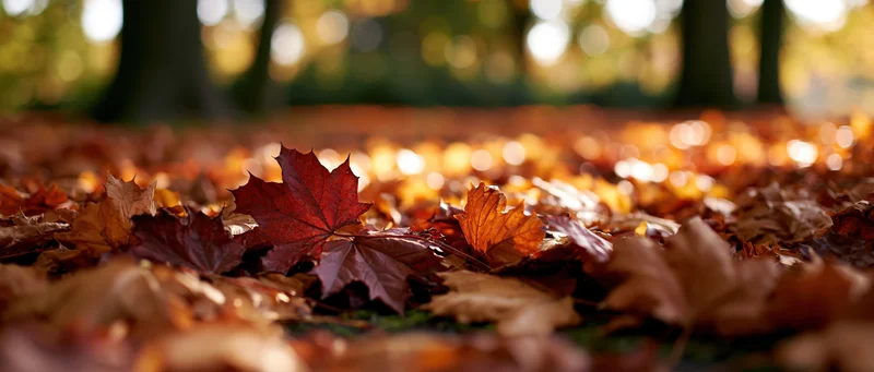 Fallen maple leaves covering the ground in an autumn park with sunlight filtering through trees