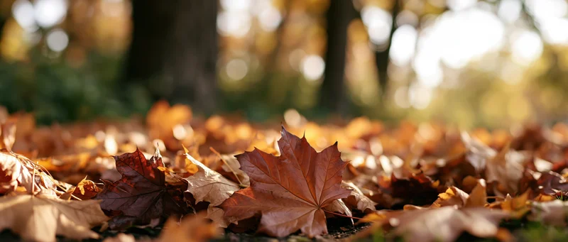 Fallen maple leaves piled on ground in autumn park