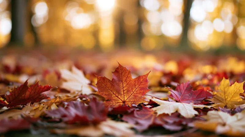 Fallen maple leaves scattered across forest floor in autumn