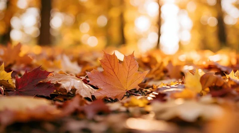 Fallen maple leaves scattered across forest floor in autumn