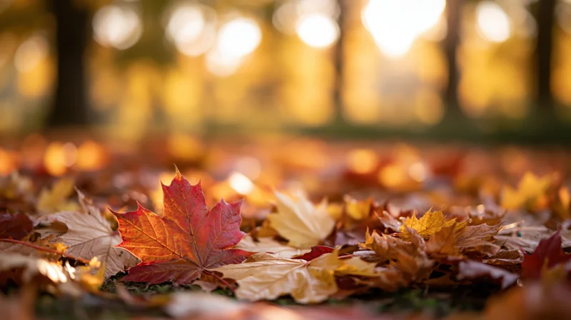 Fallen maple leaves scattered across forest floor in autumn