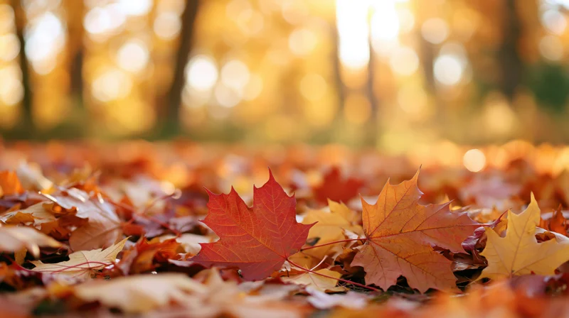 Fallen maple leaves scattered across forest floor in autumn