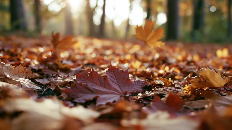 Fallen maple leaves scattered across forest floor in autumn