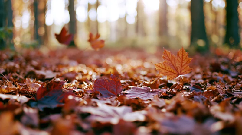 Fallen maple leaves scattered across forest floor in autumn light