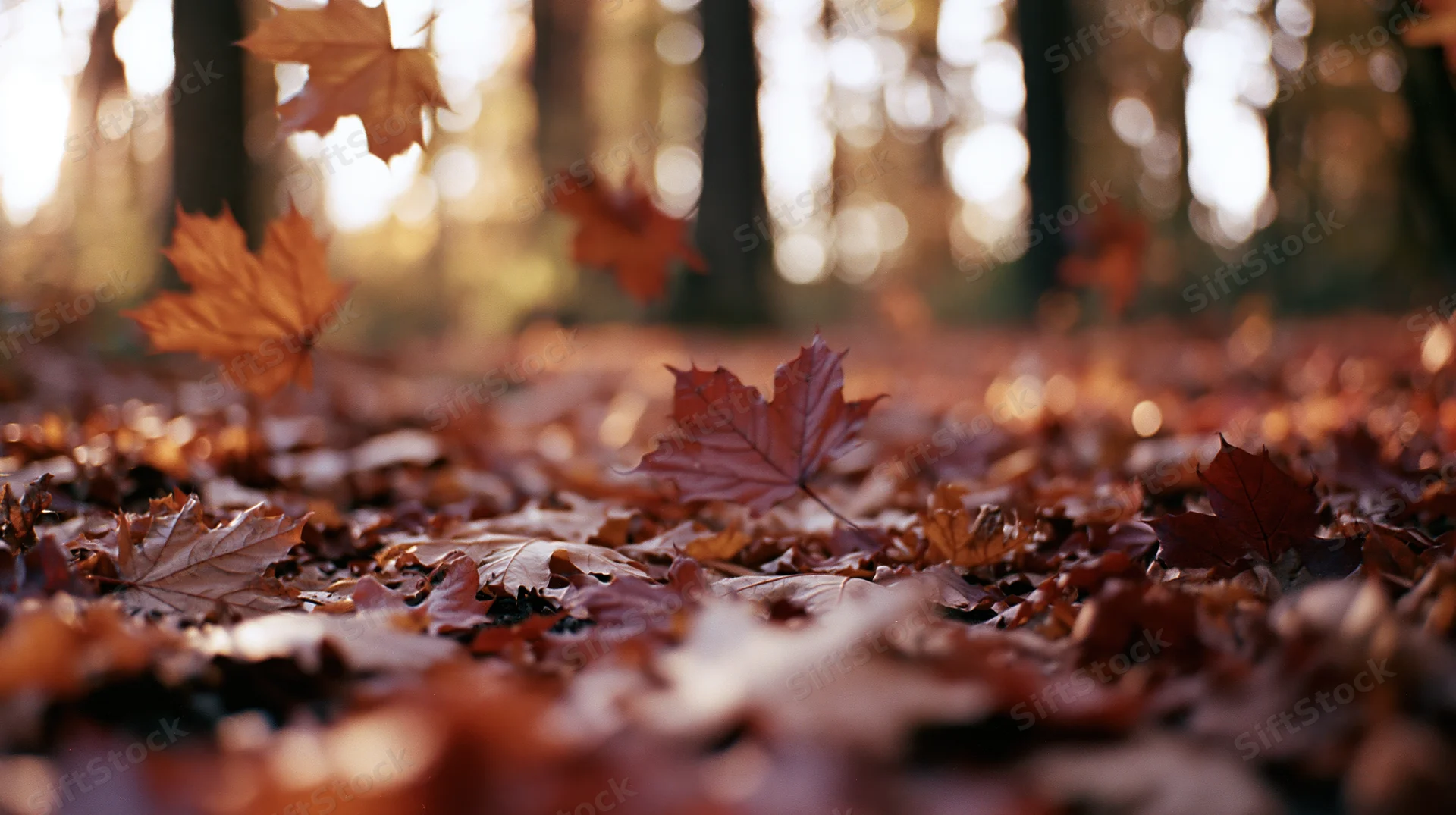 Fallen maple leaves scattered across forest floor in autumn