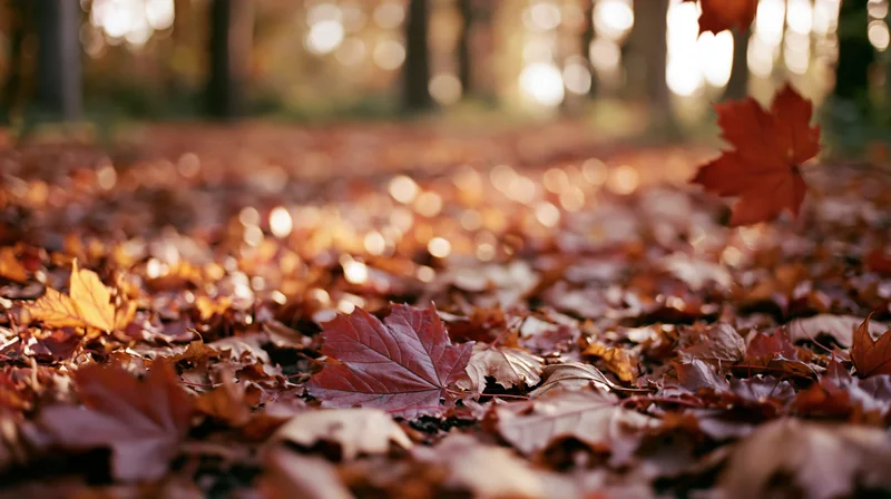 Fallen maple leaves covering forest floor in autumn light