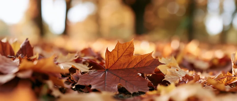Fallen maple leaves scattered across forest floor in autumn