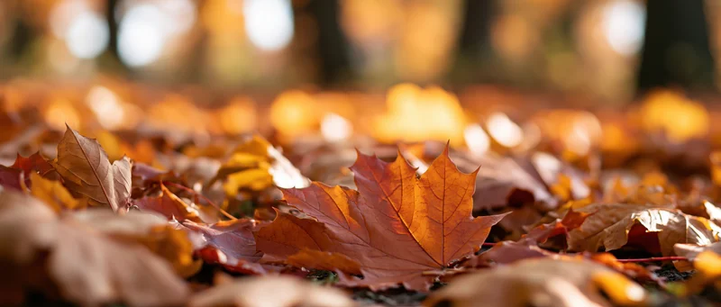 Fallen maple leaves scattered across forest floor in autumn