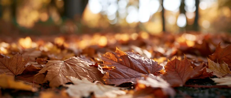 Fallen maple leaves scattered across forest floor in autumn