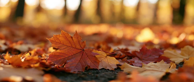 Fallen maple leaves scattered across forest floor in autumn