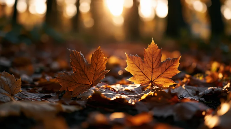Maple leaves scattered on forest floor illuminated by golden sunlight