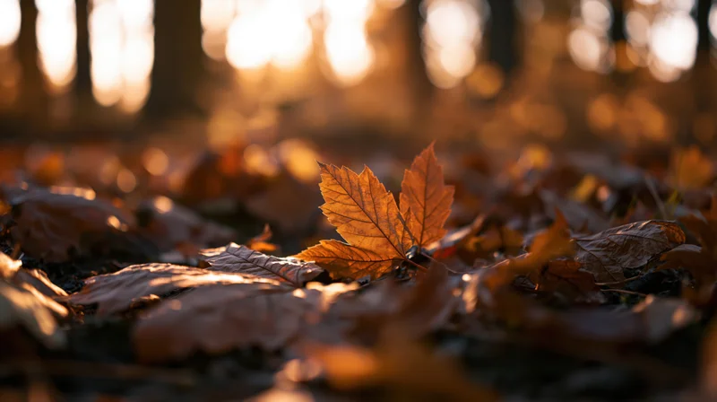 Golden maple leaf resting on forest floor covered in fallen leaves during autumn sunset