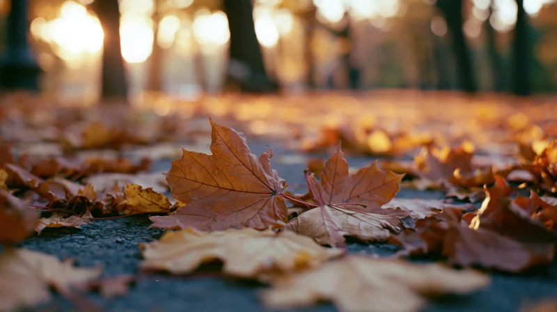 Fallen maple leaves scattered across a park path in autumn light