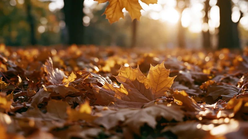 Golden maple leaves scattered across forest floor in autumn sunlight