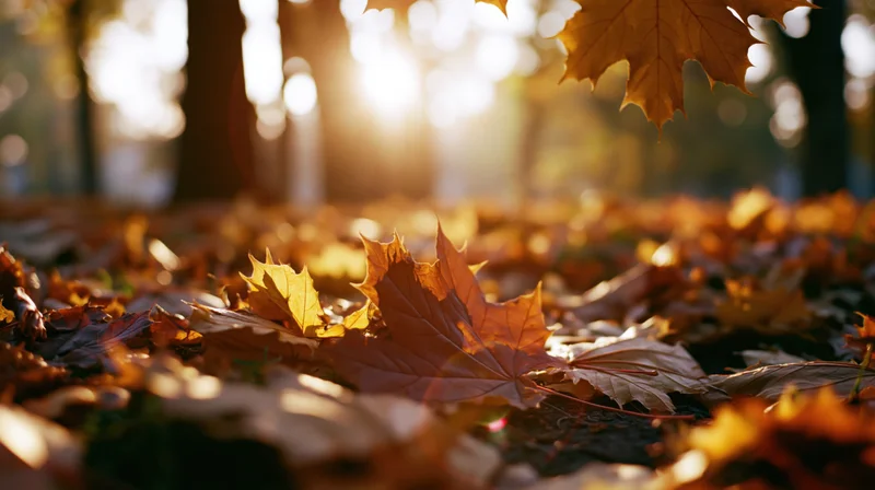 Golden maple leaves scattered on forest ground in autumn sunlight