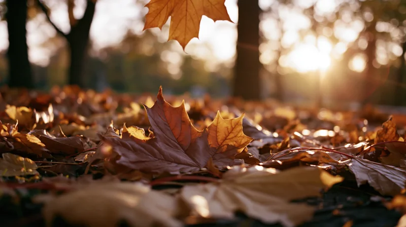 Fallen maple leaves scattered on the ground in a forest at sunset