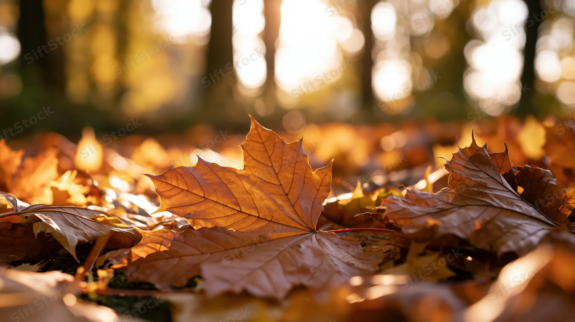 Fallen maple leaves scattered on forest floor in autumn sunlight