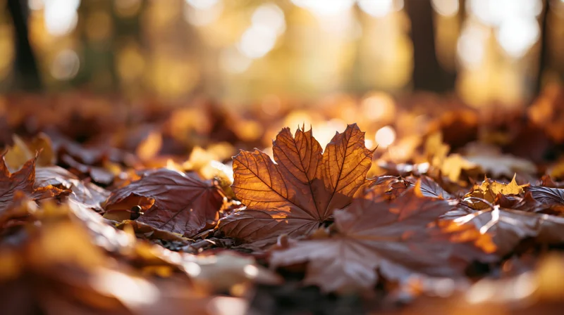 Fallen maple leaves scattered on forest ground in autumn sunlight