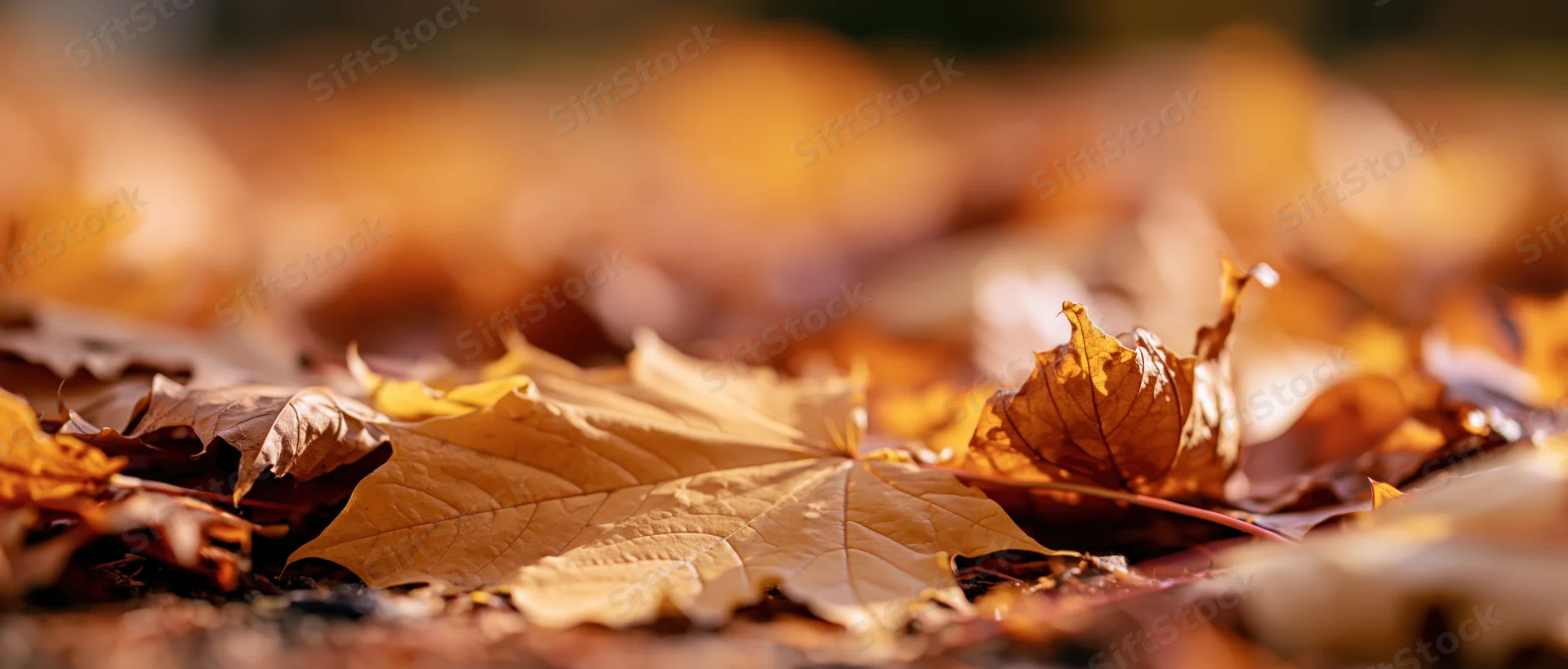 Closeup of fallen maple leaves scattered on the ground in autumn