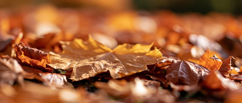 Closeup of fallen maple leaves scattered on the ground in autumn sunlight