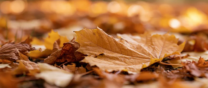 Closeup of fallen maple leaves scattered on the ground in autumn