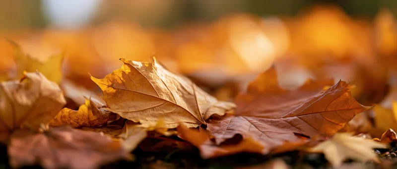 Closeup of fallen maple leaves scattered on the ground in autumn