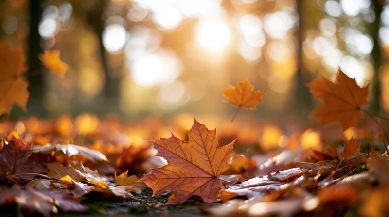 Maple leaves scattered on forest floor in autumn sunlight