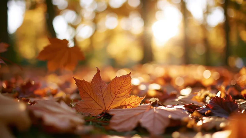Fallen maple leaves scattered on forest ground in autumn sunlight