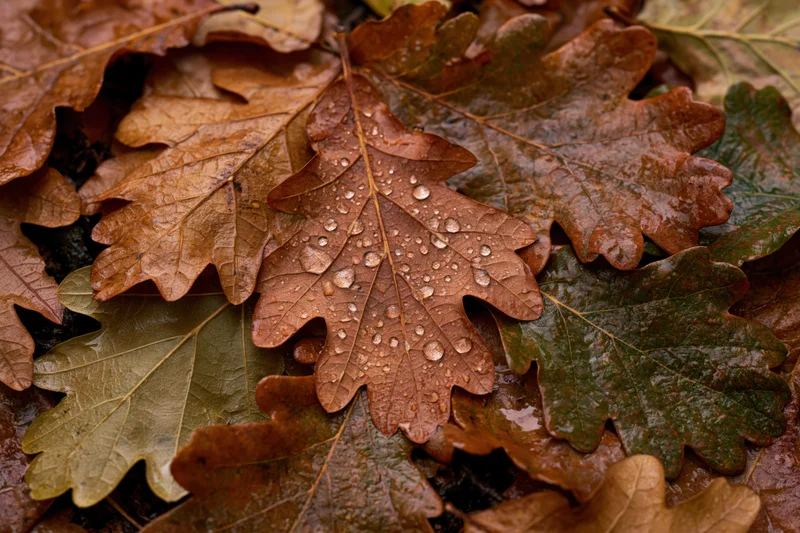 Wet oak leaves scattered on forest floor with raindrops on surface