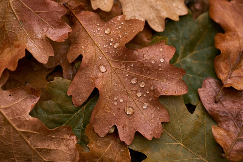 Fallen oak leaves with water droplets covering forest floor
