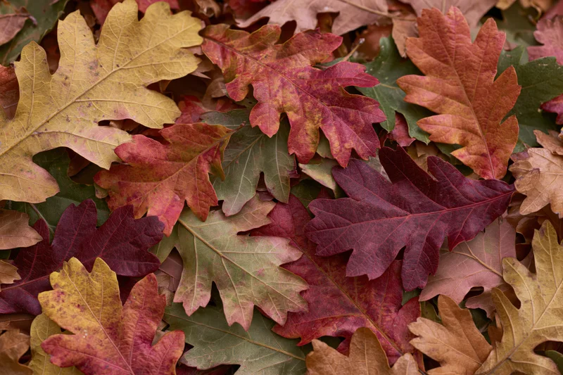 Fallen oak leaves densely overlapping on the ground in autumn