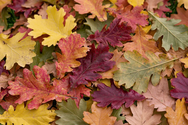 Fallen oak leaves densely covering the ground in autumn colors