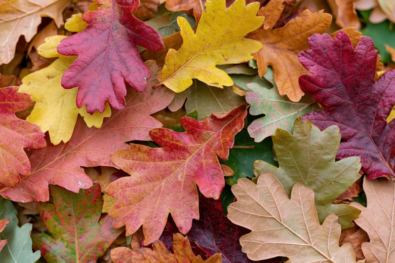 Fallen oak leaves in vibrant autumn colors covering the ground in a dense overlapping layer