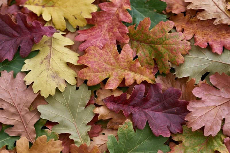 Fallen oak leaves densely covering the ground in autumn colors