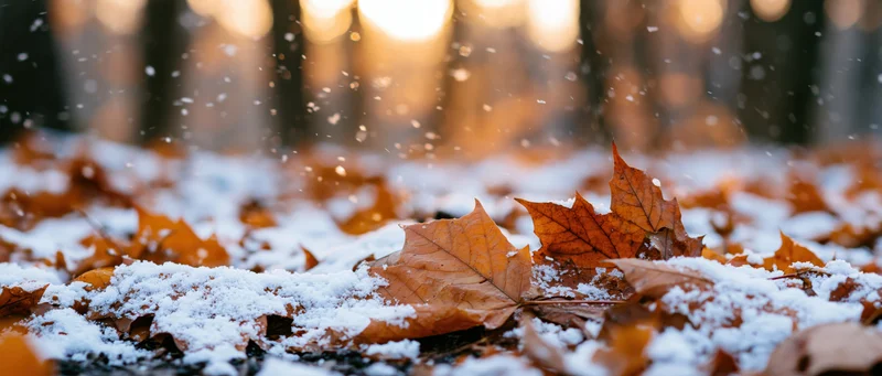 Snow-dusted maple leaves on forest ground at autumn transition