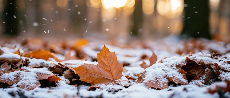 Orange maple leaves dusted with snow on forest floor at dusk