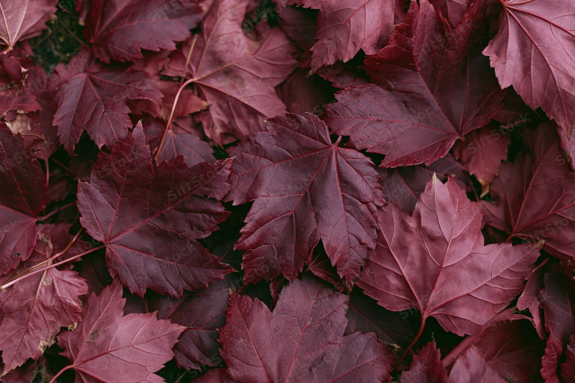 Dense layer of red maple leaves covering the ground in autumn