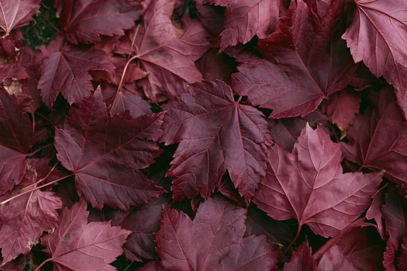 Dense layer of red maple leaves covering the ground in autumn