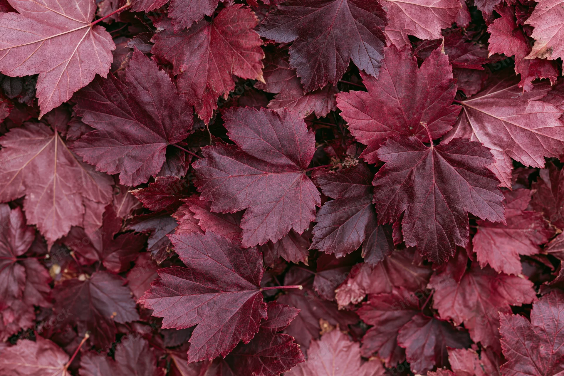 Dense layer of red maple leaves covering the ground in autumn flat lay