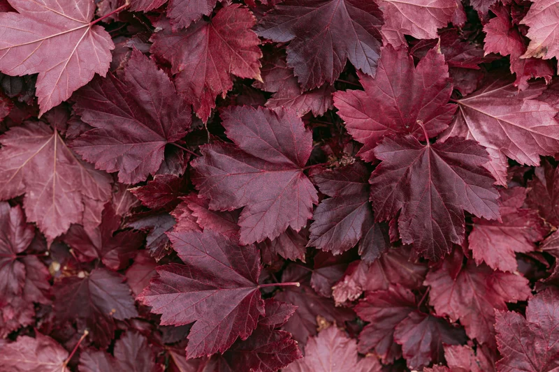 Dense layer of red maple leaves covering the ground in autumn flat lay