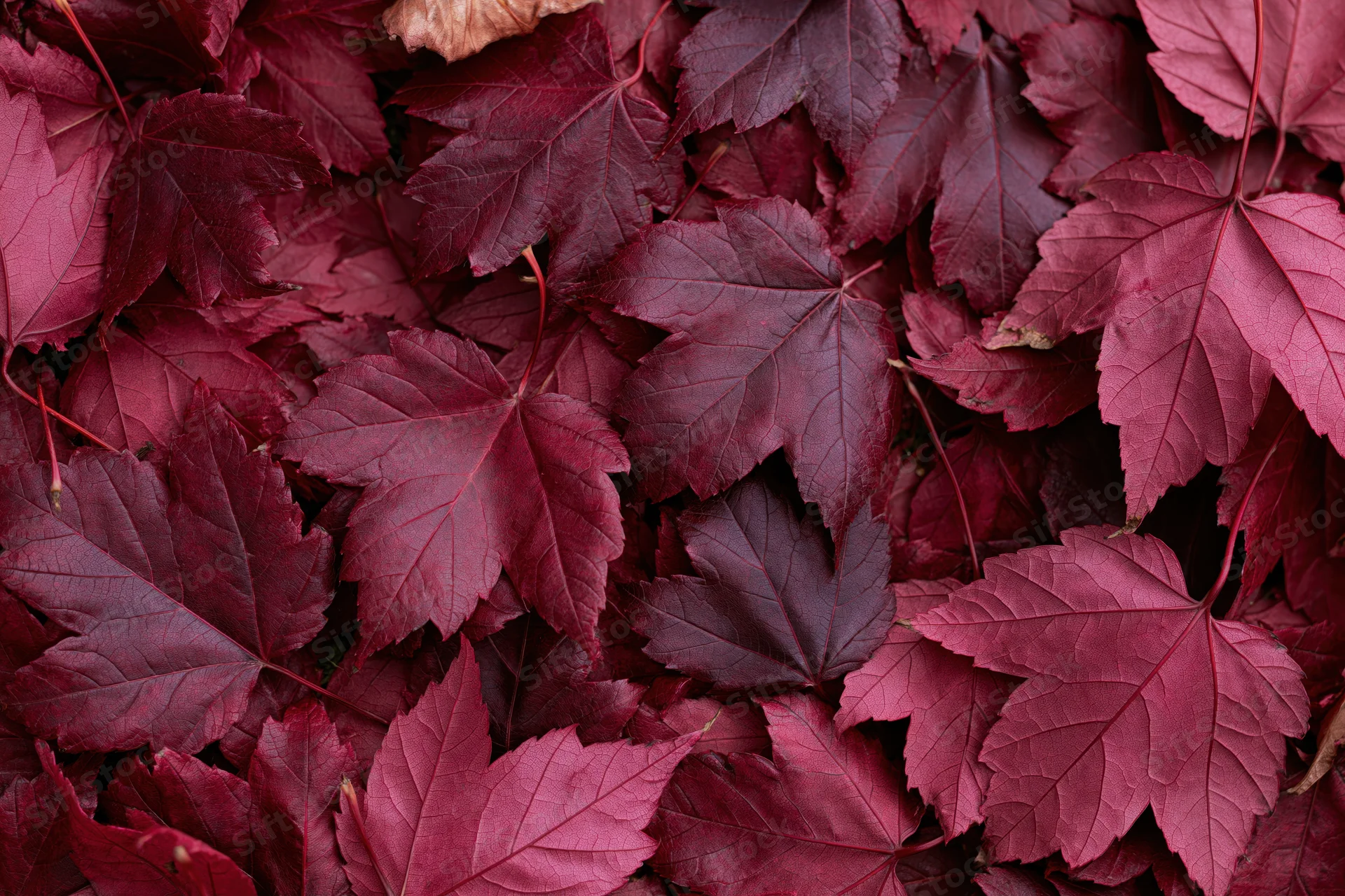 Dense layer of red maple leaves covering the ground in a flat lay arrangement